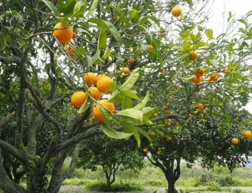 Franz Kraus – Fet a sóller