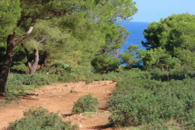 Blick durch den Wald auf das Mittelmeer