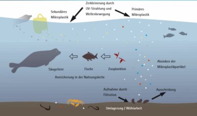 Kreislauf des Mikroplastik in die Nahrung