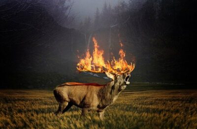 Hirsch Waldbrand Gefahr